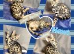 Newt - Bengal Kitten For Sale - Rio Vista&comma; CA&comma; US