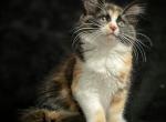 Candy - Domestic Kitten For Sale - CA&comma; US