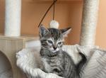 Mini - Domestic Kitten For Sale - 