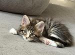 Barbi - Maine Coon Kitten For Sale - 