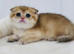 Scottish - Scottish Fold Kitten For Sale - Oakland&comma; CA&comma; US