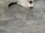simba - Siamese Kitten For Sale - Barrington&comma; IL&comma; US