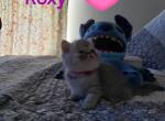 Roxy - Exotic Kitten For Sale - 