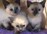 Siamese kittens ready now - Siamese Cat For Sale - Twin Lakes&comma; WI&comma; US