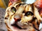 Exotic babies - Bengal Kitten For Sale - Hedgesville&comma; WV&comma; US
