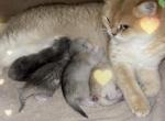 British Silver Chinchilla Kittens - British Shorthair Kitten For Sale - Philadelphia&comma; PA&comma; US