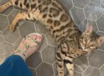 Mario - Bengal Kitten For Sale - Tallahassee&comma; FL&comma; US