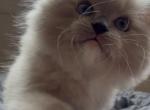 Little Puggers - Ragdoll Kitten For Sale - 