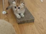 Ginger - Scottish Fold Kitten For Sale - Rio Linda&comma; CA&comma; US