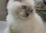 Baby blue - Ragdoll Kitten For Sale - Laurel&comma; MD&comma; US