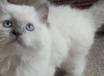 Baby blue - Ragdoll Kitten For Sale - Laurel&comma; MD&comma; US