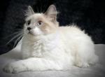 Sugar - Domestic Kitten For Sale - CA&comma; US
