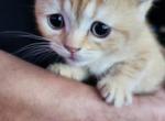 Pentecost - British Shorthair Kitten For Sale - 
