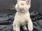 Lilac Boy GrCh Sire - British Shorthair Kitten For Sale - Providence&comma; RI&comma; US
