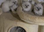 New Ragdolls - Ragdoll Kitten For Sale - Havre De Grace&comma; MD&comma; US