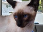 MALI - Siamese Kitten For Sale - RI&comma; US