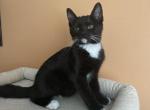 Pepper - Domestic Kitten For Sale - Philadelphia&comma; PA&comma; US