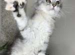 Hazel - Maine Coon Kitten For Adoption - Charleston&comma; SC&comma; US