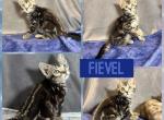 Feivel - Bengal Kitten For Sale - 