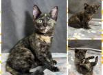 Gemmi - Bengal Kitten For Sale - Rio Vista&comma; CA&comma; US