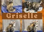 Griselle - Bengal Kitten For Sale - Rio Vista&comma; CA&comma; US