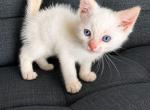 Sphynx Point Siamese - Siamese Kitten For Sale - Mukwonago&comma; WI&comma; US