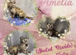 Amelia - Bengal Kitten For Sale