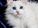 Neva Masquerade - Siberian Kitten For Sale - Tulsa&comma; OK&comma; US