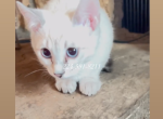 Snow Lynx Bengal Kitten Female - Bengal Kitten For Sale - IL&comma; US