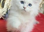 Nevas Masquerade - Siberian Kitten For Sale - DC&comma; US