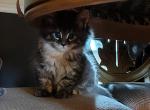 Fawn - Maine Coon Kitten For Sale - Dayton&comma; OH&comma; US