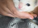 Keke - American Shorthair Kitten For Sale - Columbia&comma; MO&comma; US