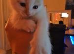 Doja - American Shorthair Kitten For Sale - Columbia&comma; MO&comma; US