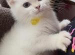 Flkitten1 white - British Shorthair Kitten For Sale - Parkland&comma; FL&comma; US