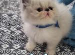 Audi - Persian Kitten For Sale - PA&comma; US
