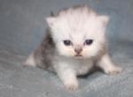 CFA Shaded Silver Female Persian - Persian Kitten For Sale - Stanton&comma; MO&comma; US