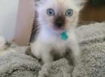 Long Hair Seal Point Siamese - Siamese Kitten For Sale - Grayslake&comma; IL&comma; US