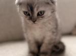 Cupcake - Scottish Fold Kitten For Sale - 