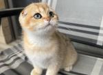 Leo - Scottish Fold Kitten For Sale - Falls Church&comma; VA&comma; US