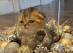 Shanell - Scottish Fold Kitten For Sale - New York&comma; NY&comma; US