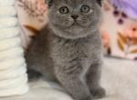 Pavlik - Scottish Fold Kitten For Sale - New York&comma; NY&comma; US