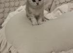 Astro - Scottish Straight Kitten For Sale - North Port&comma; FL&comma; US