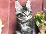 Yara - Maine Coon Kitten For Sale - New York&comma; NY&comma; US