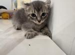 Unknown - Highlander Kitten For Adoption - Boyle Heights&comma; CA&comma; US