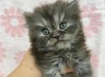 Tammy - Persian Kitten For Sale - Myakka City&comma; FL&comma; US