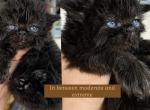 Suki litter - Persian Kitten For Sale - Williamsport&comma; OH&comma; US