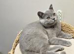Zuzu - Scottish Straight Kitten For Sale - New York&comma; NY&comma; US