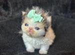 Apple - Persian Kitten For Sale - Myakka City&comma; FL&comma; US