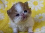 Smiley - Persian Kitten For Sale - Myakka City&comma; FL&comma; US