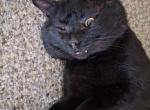 Titan Spawn - American Shorthair Cat For Sale - Ardmore&comma; OK&comma; US